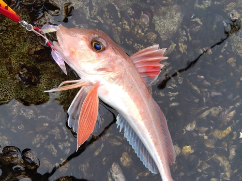 ホウボウの釣果