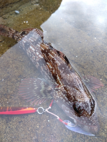 アイナメの釣果