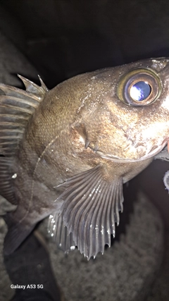 クロメバルの釣果