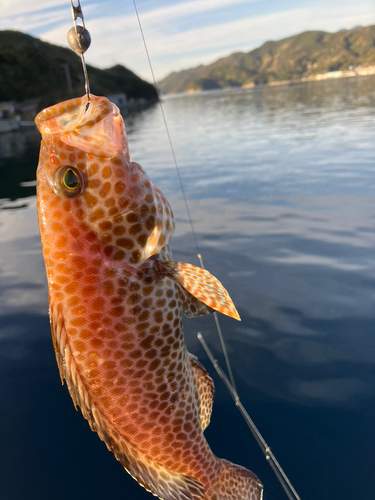 オオモンハタの釣果