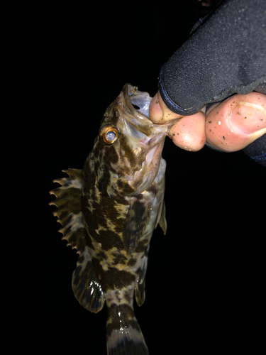 タケノコメバルの釣果