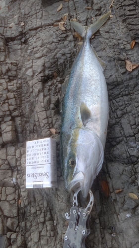 ヤズの釣果