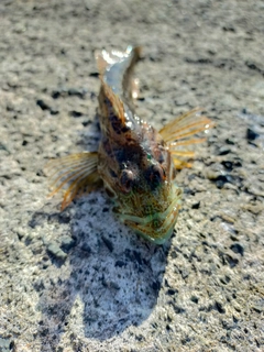 アナハゼの釣果