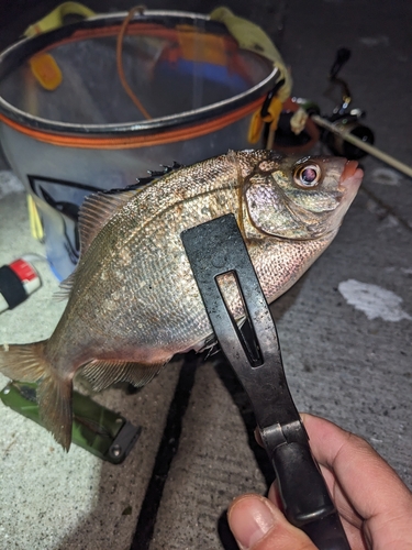 タナゴの釣果