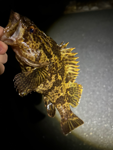 タケノコメバルの釣果