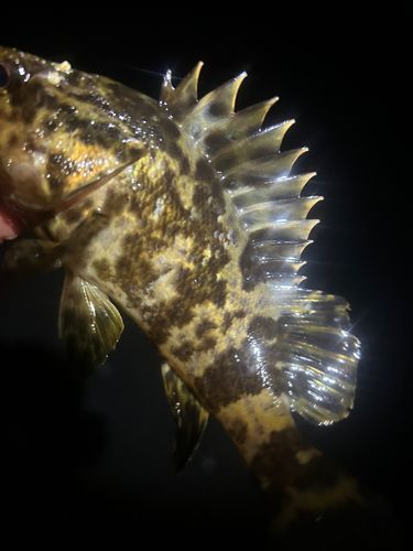 タケノコメバルの釣果