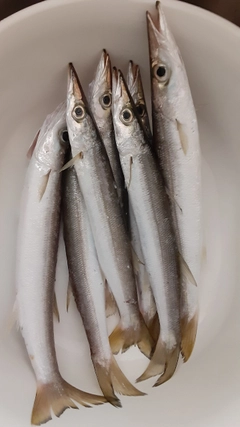 カマスの釣果