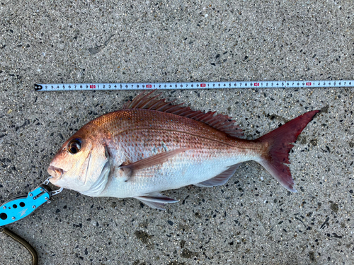 マダイの釣果