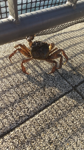 カニの釣果