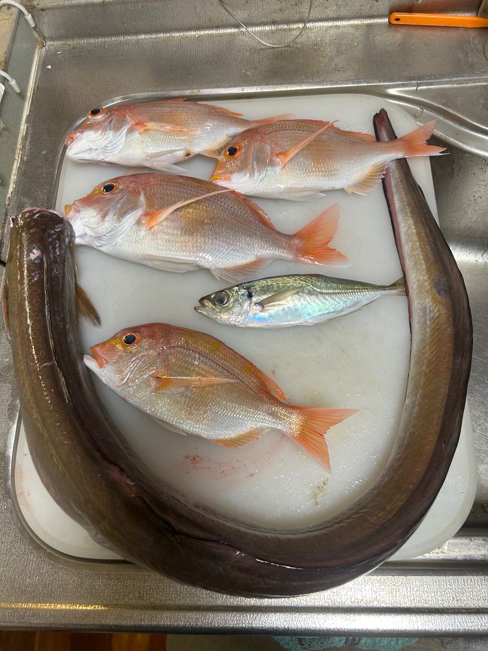 ロードグライダーさんの釣果 2枚目の画像