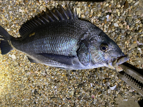 チヌの釣果