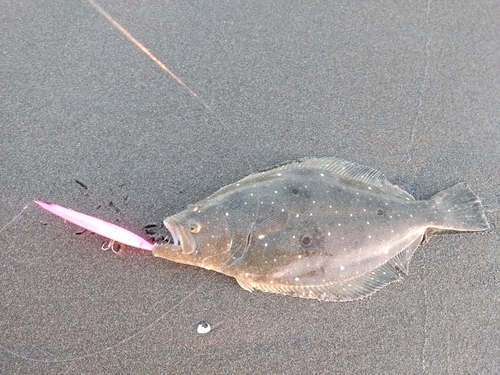 ヒラメの釣果