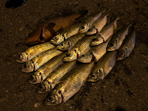 アジの釣果