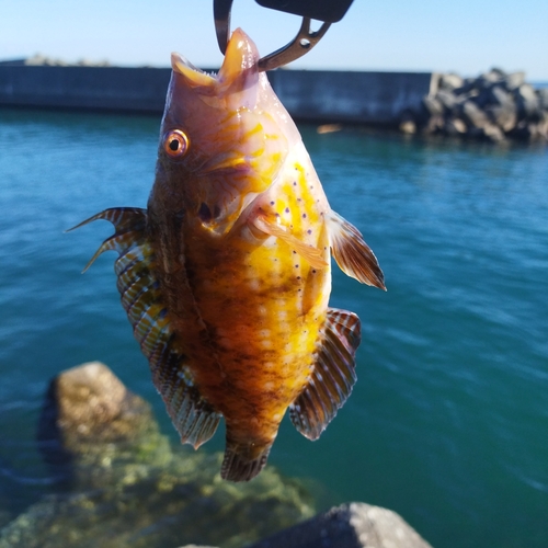 アカササノハベラの釣果