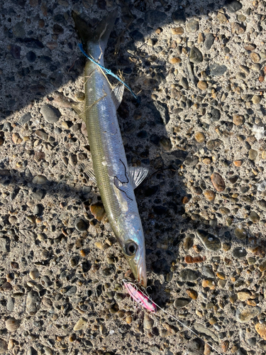 カマスの釣果