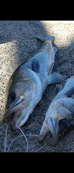 シーバスの釣果