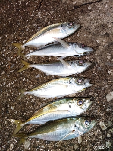 アジの釣果