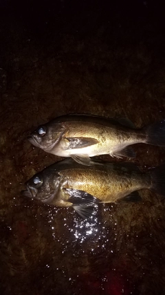 クロメバルの釣果