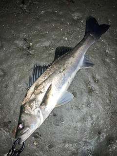 フッコ（マルスズキ）の釣果