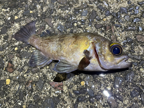 メバルの釣果