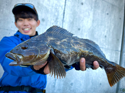 アイナメの釣果