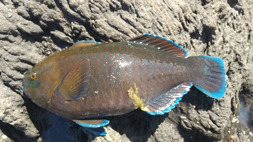 サンノジの釣果