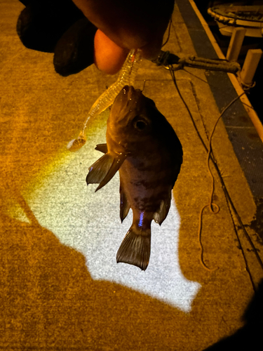 メバルの釣果