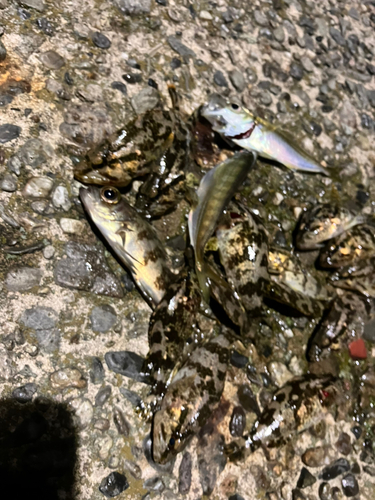 タケノコメバルの釣果