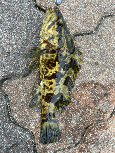 タケノコメバルの釣果