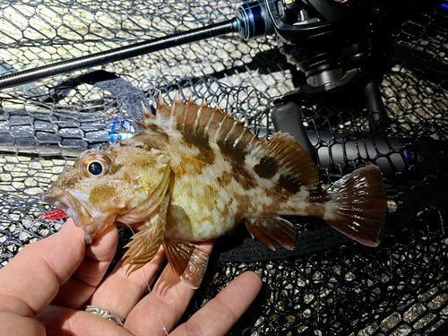 ガシラの釣果