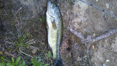 ブラックバスの釣果