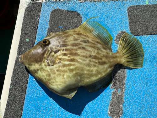 カワハギの釣果