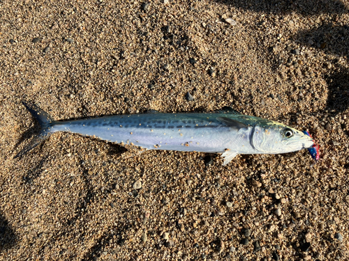 サゴシの釣果