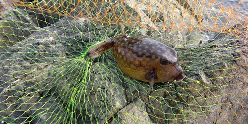 ハコフグの釣果