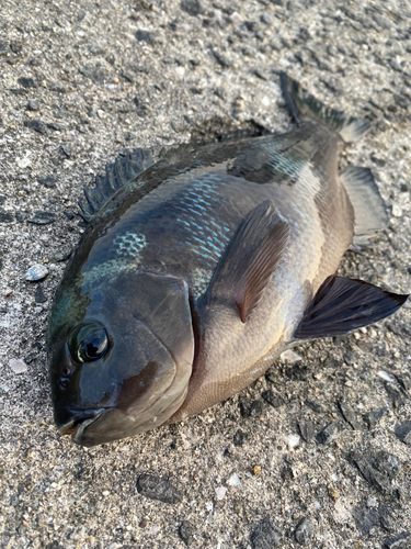 クロの釣果