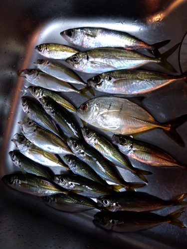 アジの釣果