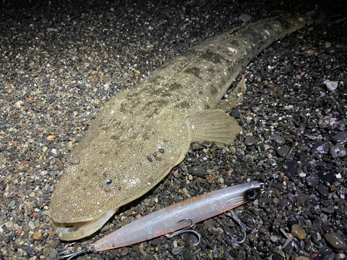 マゴチの釣果