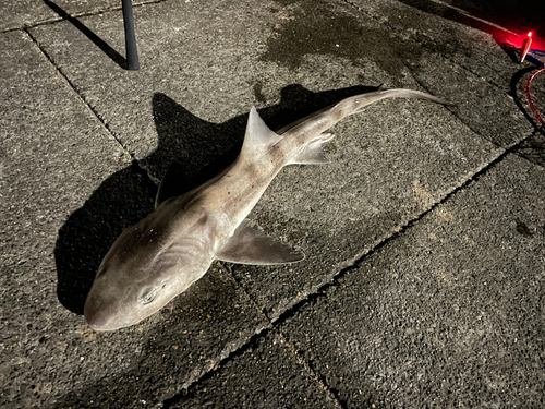 ドチザメの釣果