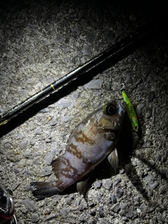 シロメバルの釣果