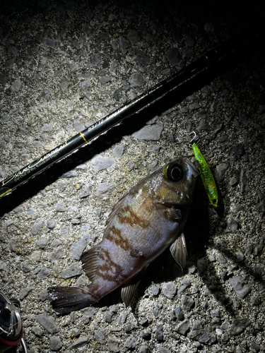 シロメバルの釣果