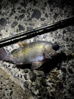 シロメバルの釣果