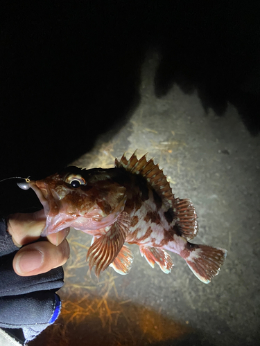 カサゴの釣果