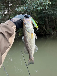 ラージマウスバスの釣果