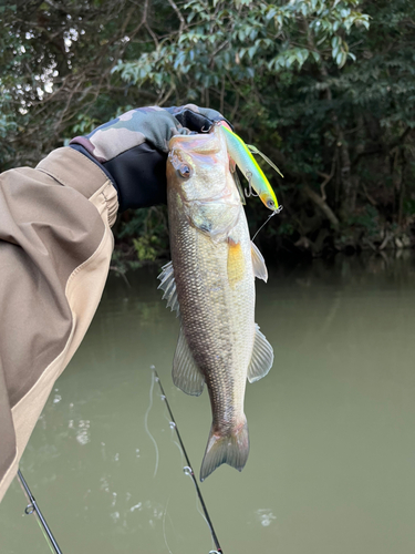 ラージマウスバスの釣果