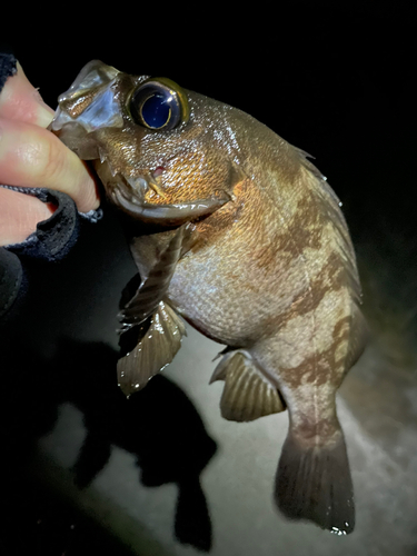 メバルの釣果