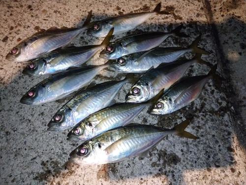 アジの釣果