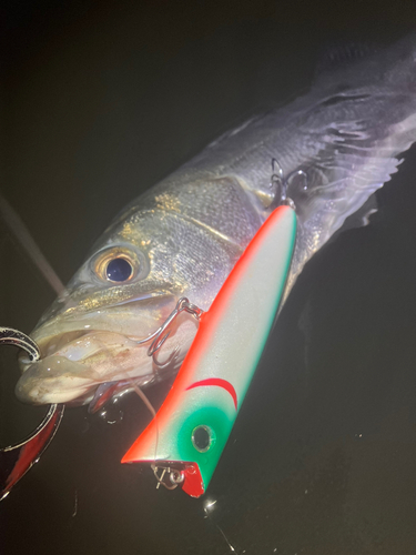 シーバスの釣果