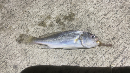 イシモチの釣果