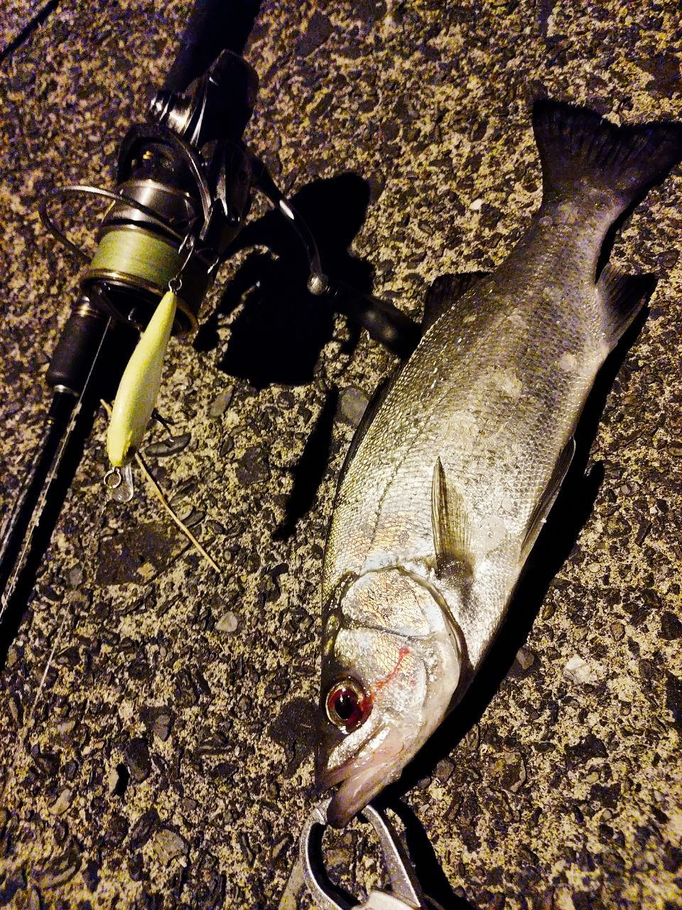 セイゴ（ヒラスズキ）