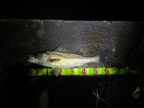 シーバスの釣果